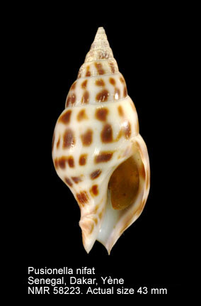 Pusionella nifat (6).jpg - Pusionella nifat (Bruguière,1789)